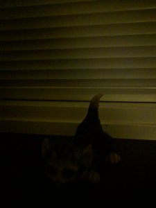 IMG_20190117_054628.jpg
