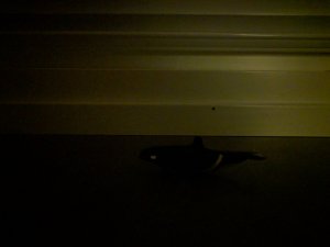 IMG_20190117_054819.jpg