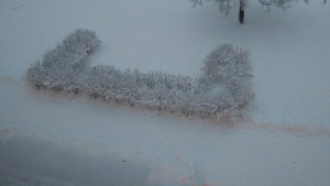 IMG_20190203_073301.jpeg
