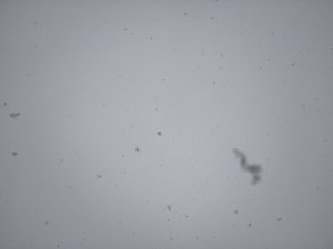 IMG_4656.jpg