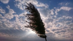 DSC_0269-01.jpeg