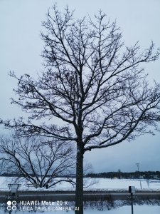 IMG_20190221_171708.jpg
