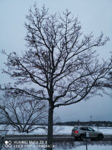 IMG_20190221_171727.jpg