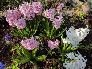 IMG_20190407_161754.jpg