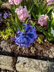 IMG_20190407_161815.jpg