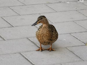 IMG_20190410_163019.jpg