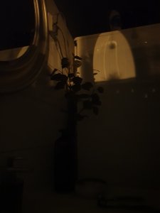 s9+ blomma.jpg