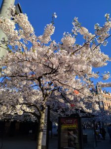IMG_20190419_175624.jpg