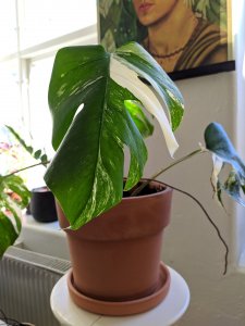 IMG_20190419_105556.jpg