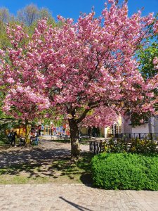 20190430_122903.jpg