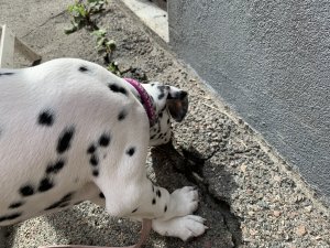 IMG_0058.JPG