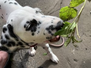 IMG_0087.JPG