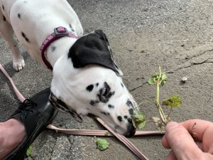 IMG_0096.JPG
