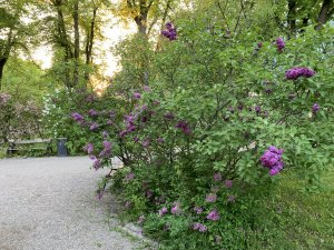 buske-iphone.jpg