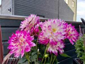 P_20190525_175315.jpg