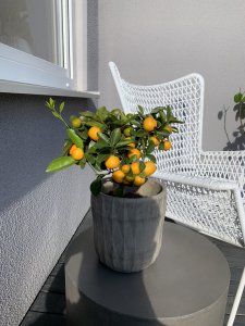 IMG_0470.jpg