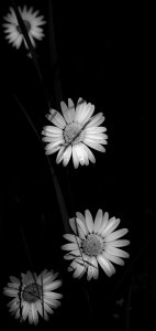 IMGP2795-Edit-Edit.jpg