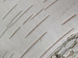 1C77EB93-B4F9-40C8-8CBB-7EDF1AB2CED3.jpeg