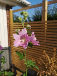 IMG_20190803_085952.jpg