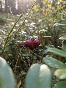 IMG_20191005_154103.jpg