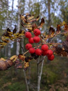 IMG_20191006_114132.jpg