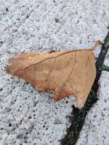 IMG_20191013_151646.jpg