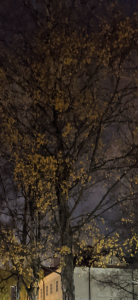 0ABF1A0D-355A-4A79-95A0-F43F56D0CB44.png