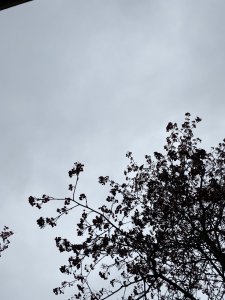 9DC9BDBB-2B45-419E-996A-488F71C37E5C.jpeg