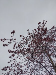 CF70045C-A786-472A-AD8F-9F535E32AB68.jpeg