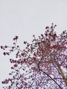 516163AE-DBC9-4A4F-9707-4EE3E7F7BE5A.jpeg