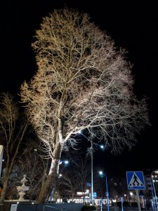 IMG_20191031_173500.jpg