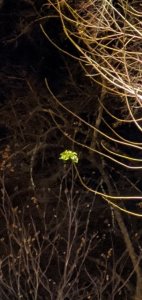 Screenshot_20191031-214558_Photos.jpg