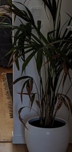 Screenshot_20191031-220822_Photos.jpg
