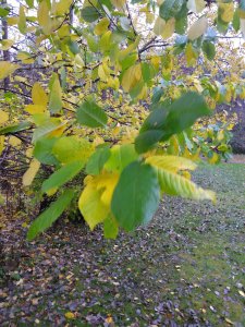 IMG_20191026_141946.jpg