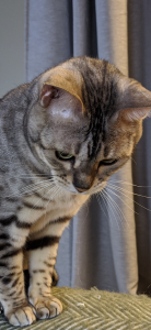 D24498F2-3AE6-445E-A3F8-8C91379FEC77.png