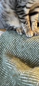 ADBBEAFA-76F7-4061-9F0D-FE75E7BB7380.png