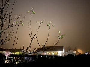 IMG_0089.JPG