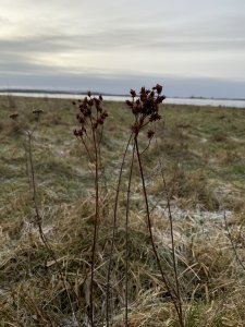 56D37072-10E5-49F5-B77F-6CA86C0B063E.jpeg