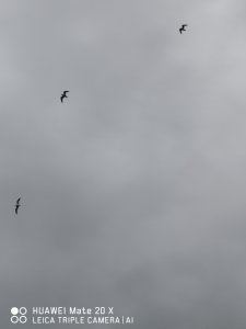 IMG_20200209_160615.jpg