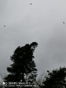IMG_20200209_160623.jpg
