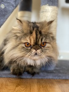 584046CB-1D2A-4BFA-91BB-030C82C7203D.jpeg