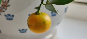 IMG_20200413_151431.jpg