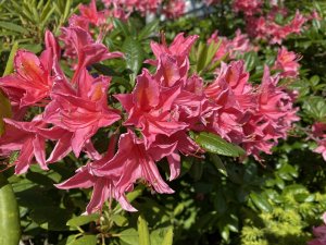 B782954C-8E73-4C6C-82E6-D0D78D222038.jpeg