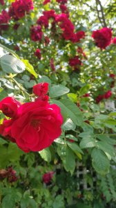 BD062B57-5710-4B95-BA37-7C704F362A79.jpeg