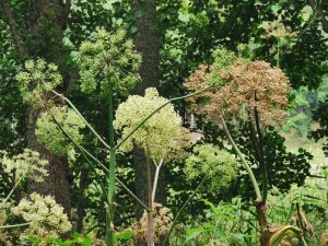 IMG_20200728_144428.jpg