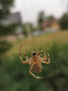 IMG_20200730_134428.jpg