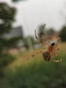 IMG_20200730_134416.jpg