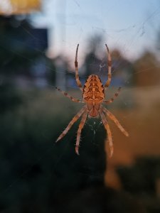 IMG_20200731_220828.jpg