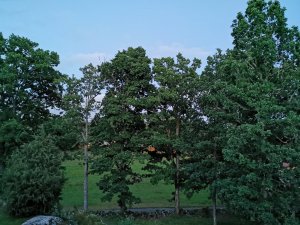 IMG_20200803_221007.jpg