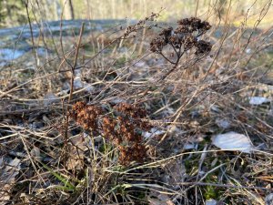 C2264C2A-F833-4EEA-B10F-E3049F9ABC5D.jpeg